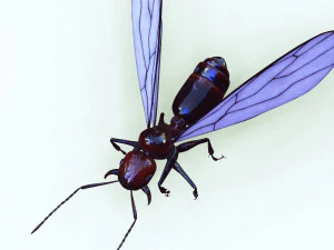 ANT 3D Model