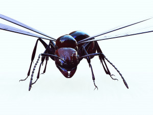 ANT 3D Model