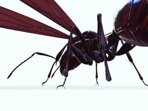 ANT 3D Model
