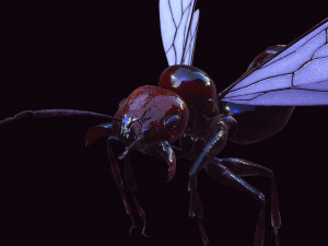 ANT 3D Model