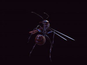 ANT 3D Model