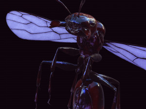 ANT 3D Model