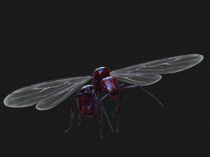 ANT 3D Model