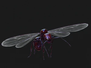 ANT 3D Model