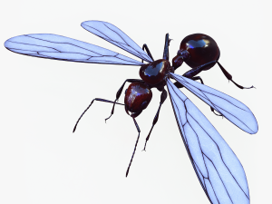 ANT 3D Model