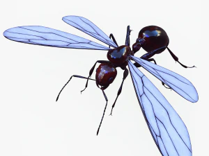 ANT 3D Model