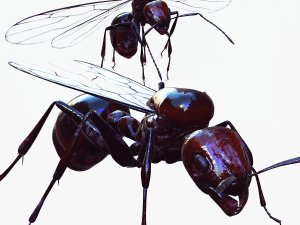 ANT 3D Model
