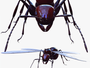 ANT 3D Model