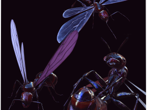 ANT 3D Model