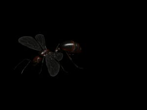 ANT 3D Model
