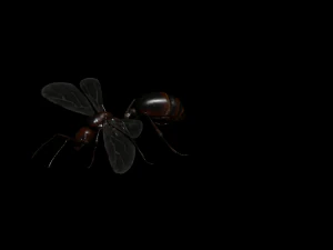 ANT 3D Model