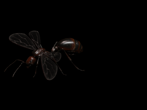 ANT 3D Model
