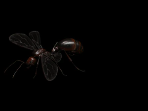 ANT 3D Model