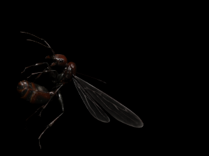 ANT 3D Model