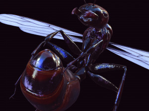 ANT 3D Model