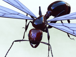 ANT 3D Model