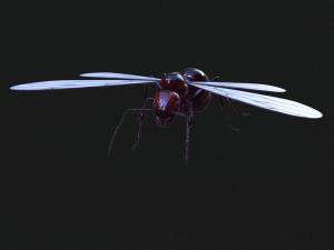 ANT 3D Model