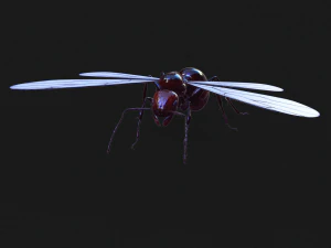 ANT 3D Model