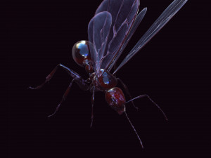 ANT 3D Model