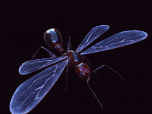 ANT 3D Model