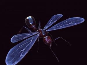 ANT 3D Model