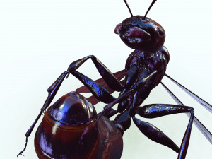 ANT 3D Model