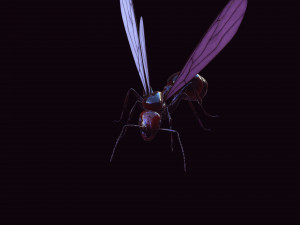 ANT 3D Model