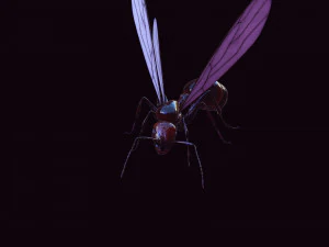 ANT 3D Model