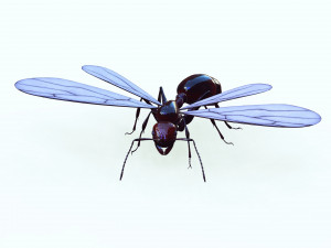 ANT 3D Model
