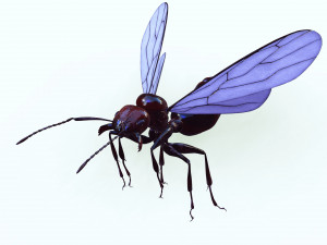 ANT 3D Model