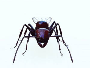 ANT 3D Model
