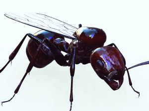 ANT 3D Model