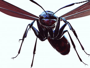 ANT 3D Model