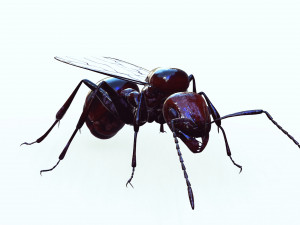 ANT 3D Model