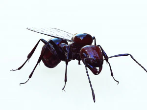 ANT 3D Model