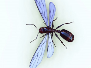 ANT 3D Model