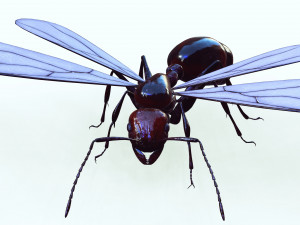 ANT 3D Model
