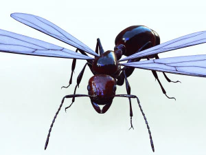 ANT 3D Model