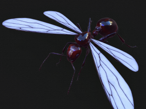 ANT 3D Model