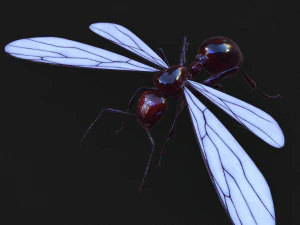 ANT 3D Model
