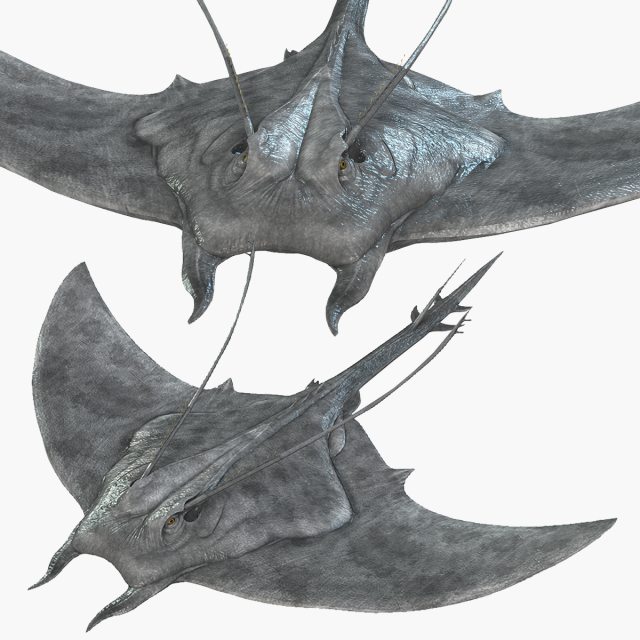MANTA RAY - SEA MANTA RAY 3D 모델 .c4d .max .obj .3ds .fbx .stl .blend 