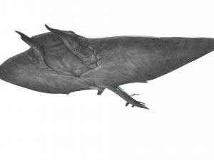 MANTA RAY - SEA MANTA RAY 3D 모델