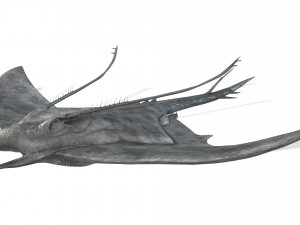 MANTA RAY - SEA MANTA RAY 3D 모델