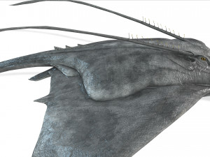 MANTA RAY - SEA MANTA RAY 3D 모델