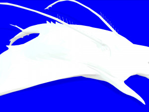 MANTA RAY - SEA MANTA RAY 3D 모델