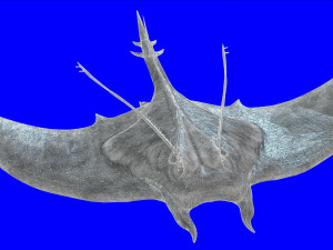 MANTA RAY - SEA MANTA RAY 3D 모델