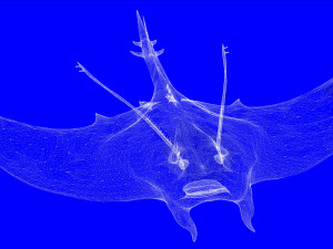 MANTA RAY - SEA MANTA RAY 3D 모델