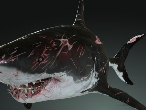 Shark Animated SHARK BIG Fish 3D 模型