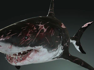 Shark Animated SHARK BIG Fish 3D Model