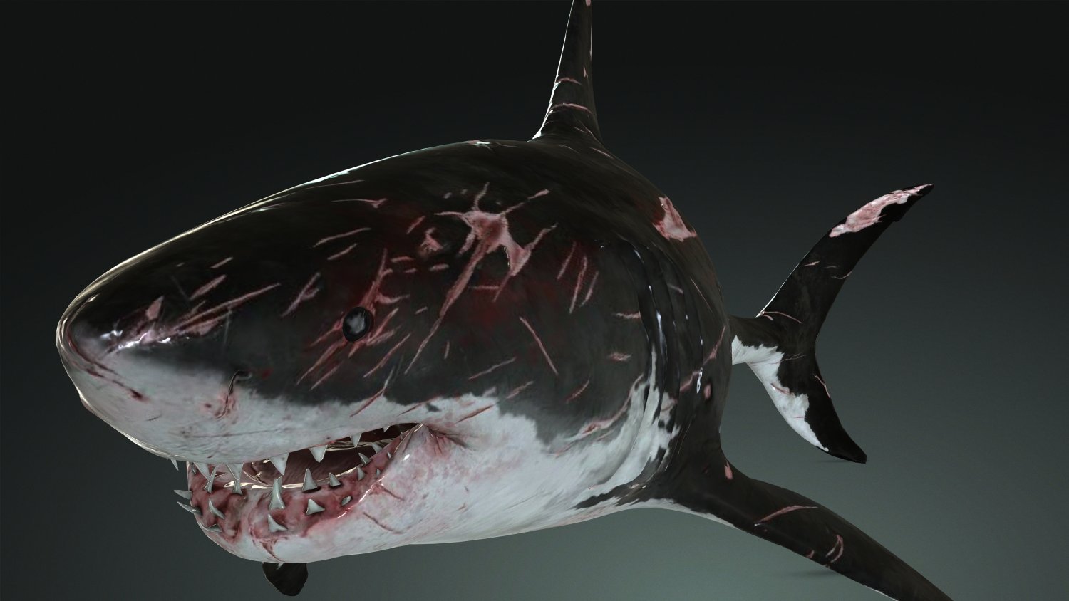 Shark Blender Models for Download